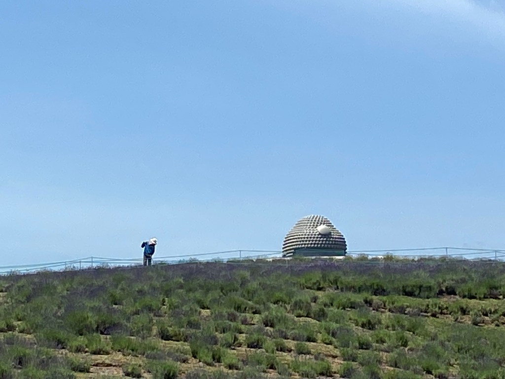 The Hill of the Buddha peeks above blooming lavender as a lone gardener tends the flowers—Tadao Ando’s design in midsummer.