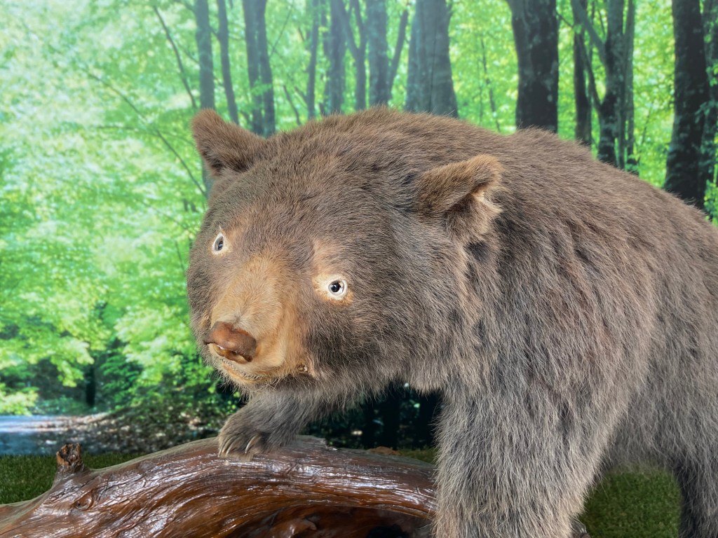 Asian black bear taxidermy display inside Tazawako Station, Akita — a reminder of Japan’s largest bear population.
